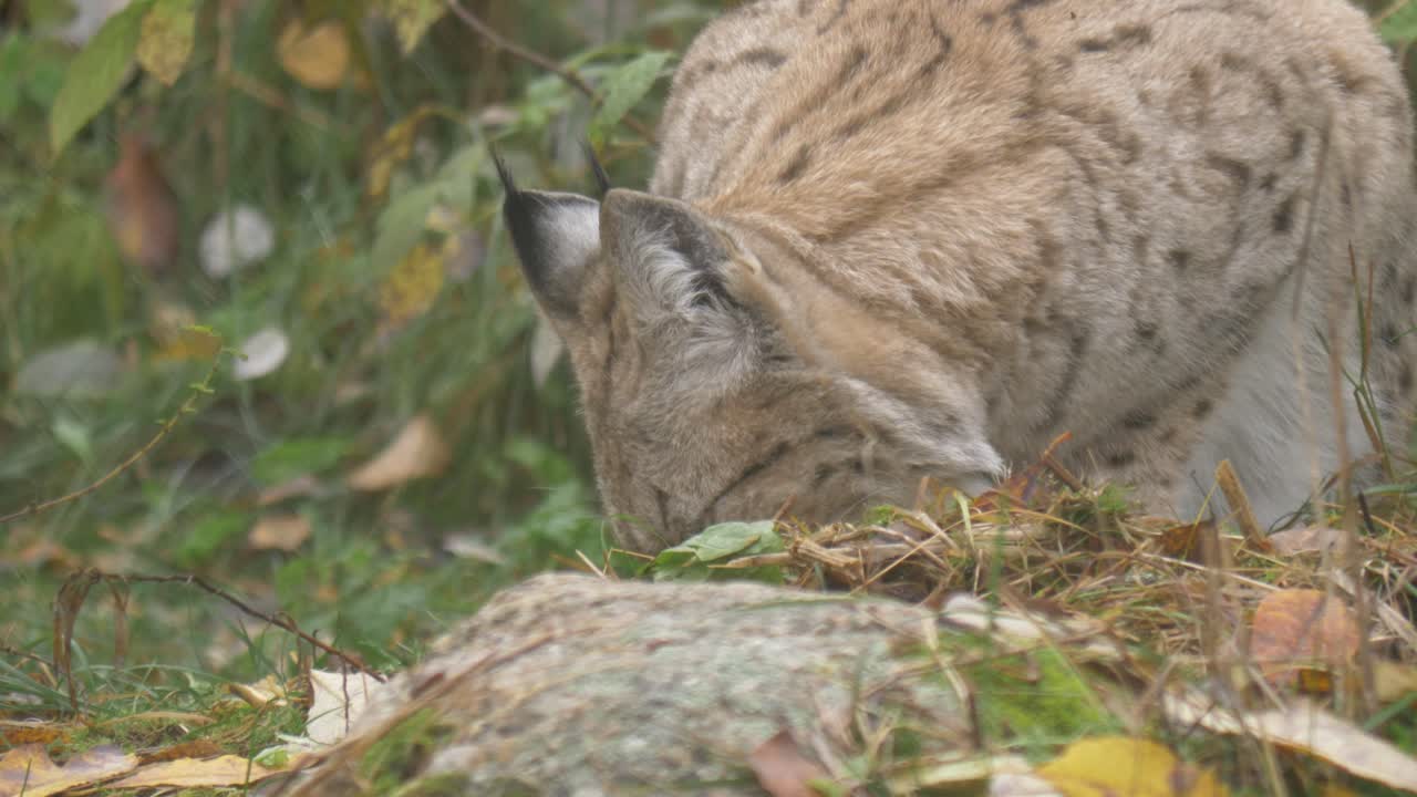 Primo piano di lince eurasiatica che annusa il terreno alla ricerca di preda attraverso il fogliame e la fitta foresta.