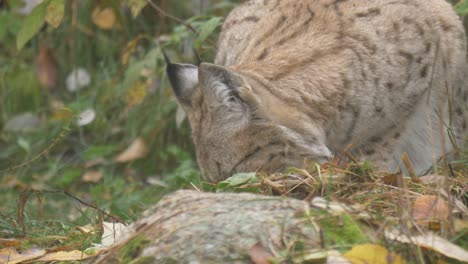 close up shot of eurasian lynx sniffing the ground searching for prey through the foliage and dense forest