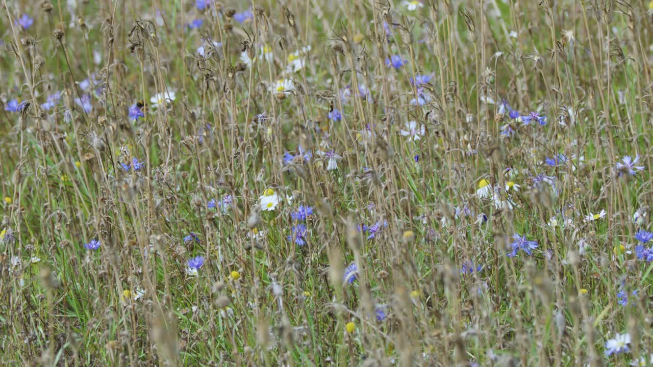 Camera slowly pans over blooming wildflowers and grasses in a sunlit, vibrant spring meadow