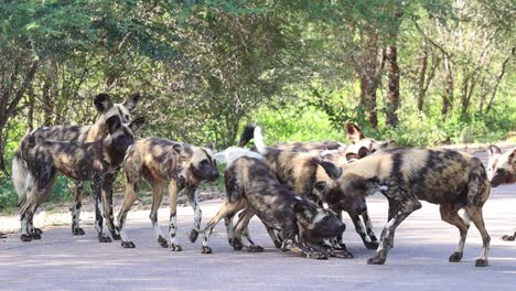 wild dog puppies greeting an adult pack member and begging for food, kruger national park