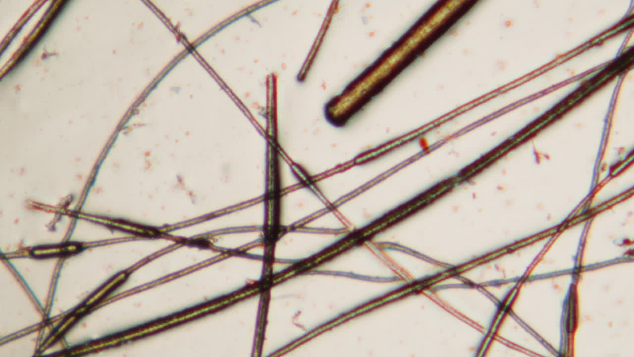 Microscopic View of Intertwined Fibers