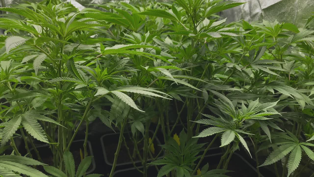 가지치기 후 식물성 단계에 있는 아주 어린 마리화나 식물, 트럭 샷, 광각