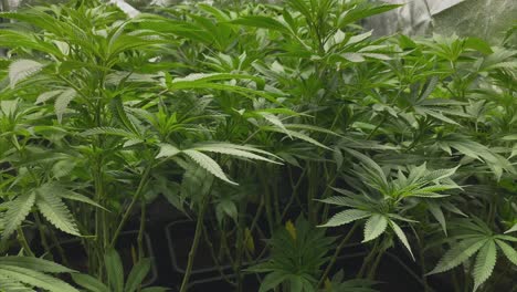 plantas de marihuana muy jóvenes durante la etapa vegetativa después de la poda, tiro de camión, gran angular