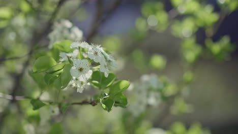 Flor-De-árbol-De-Fruta-Blanca-Que-Sopla-En-La-Brisa,-Filmada-En-120-Fps