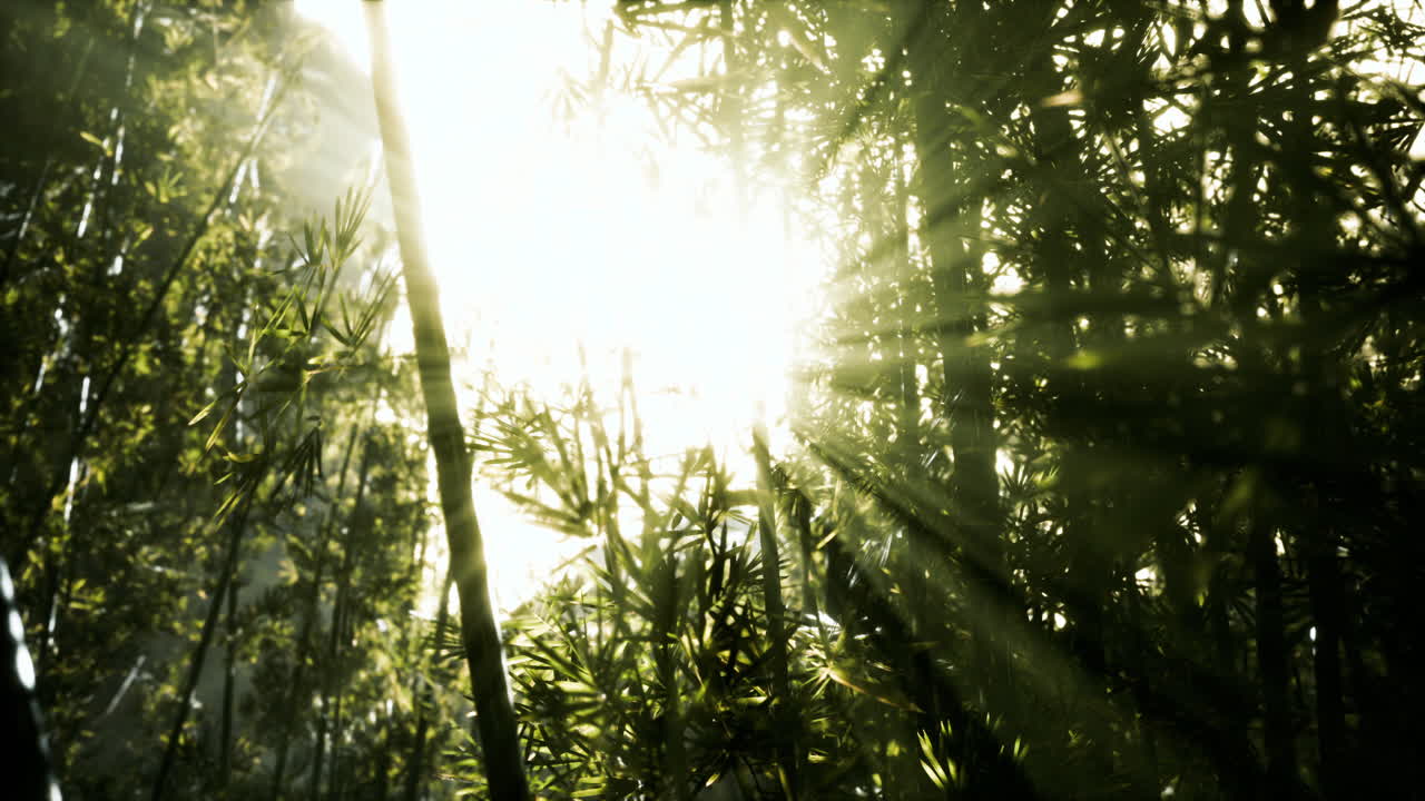 The sun's rays penetrate between the twigs and bamboo leaves