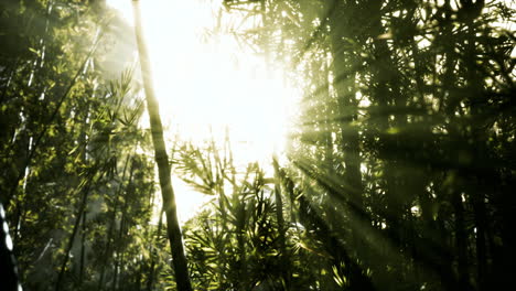 the sun's rays penetrate between the twigs and bamboo leaves