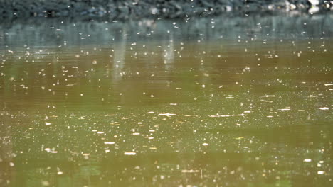 Mückenschwarm-über-Der-Wasseroberfläche,-Der-Einen-Fluss-überflutet,-Problemszene-Mit-Tropischen-Krankheiten