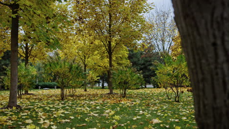 Atmospheric-autumn-park-in-October.-Changeable-leaves-colors.-Closeup-tree-trunk