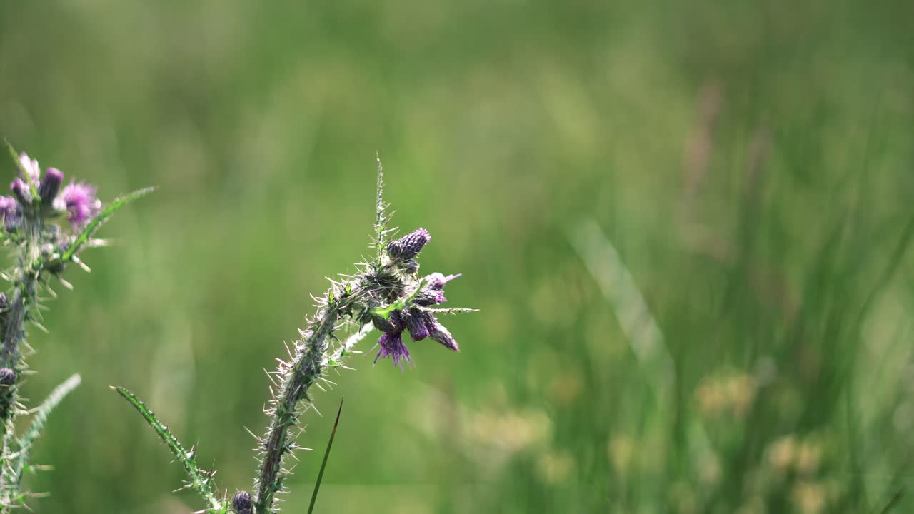 무성한 녹색 농장 필드에 야생 보라색 엉겅퀴