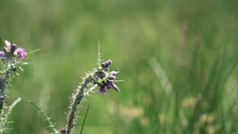 un cardo morado salvaje en un exuberante campo verde