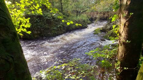 Heavy-rapid-flowing-flooded-woodland-river-cascading-through-lush-forest-foliage-wilderness