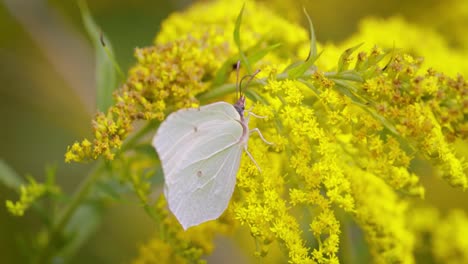 pieris brassicae, the large white butterfly, also called cabbage butterfly. large white is common throughout europe, north africa and asia often in agricultural areas, meadows and parkland.