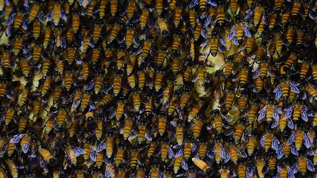 se sabe que las abejas melíferas gigantes construyen grandes colonias de nidos con bolsillos simétricos hechos de cera para almacenar miel como fuente de alimento.