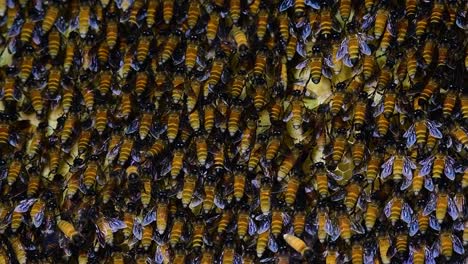 Giant-Honey-Bees-are-known-to-build-large-colonies-of-nest-with-symmetrical-pockets-made-of-wax-for-them-to-store-honey-as-their-food-source