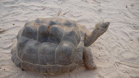 Tolle-Afrikanische-Spornschildkröte-Auf-Dem-Boden,-Centrochelys-Sulcata