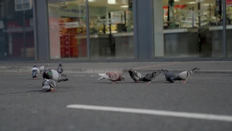 A-group-of-pigeons-search-for-scraps-in-the-street,-a-shop-in-the-background