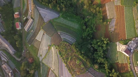 aerial flyover beautiful vegetable plantation in different colors and pattern during sunny day - central java,mount sumbing