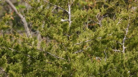 Aves-Manchadas-Migratorias-Amarillas-De-Pointe-Pelee-Ontario-Canada