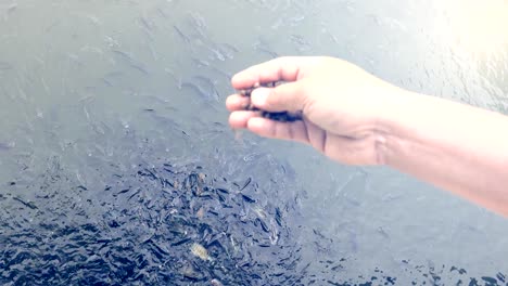 feeding fish in pond. it organic safety food for fish to food for people