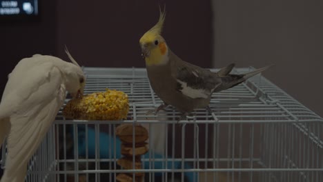 cockatiels eting corn and enjoying themselves outside the cage