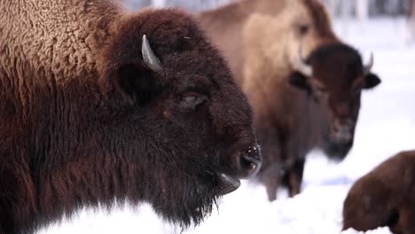 Bison-Kaut-Und-Atmet-Mit-Anderen-Im-Hintergrund