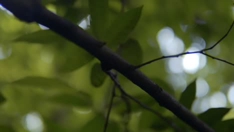 tree branch - slow panning shot