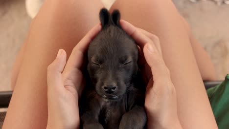 jugando con un cachorrito negro somnoliento y haciéndolo parecer un conejito de pascua