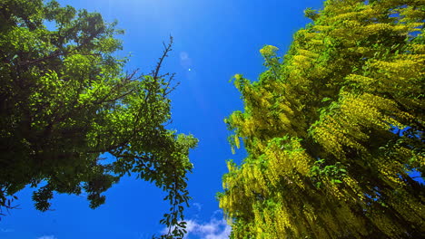 time lapse shot of moving tree vines in park against blue sky and flying clouds in autumn - bottom up shot