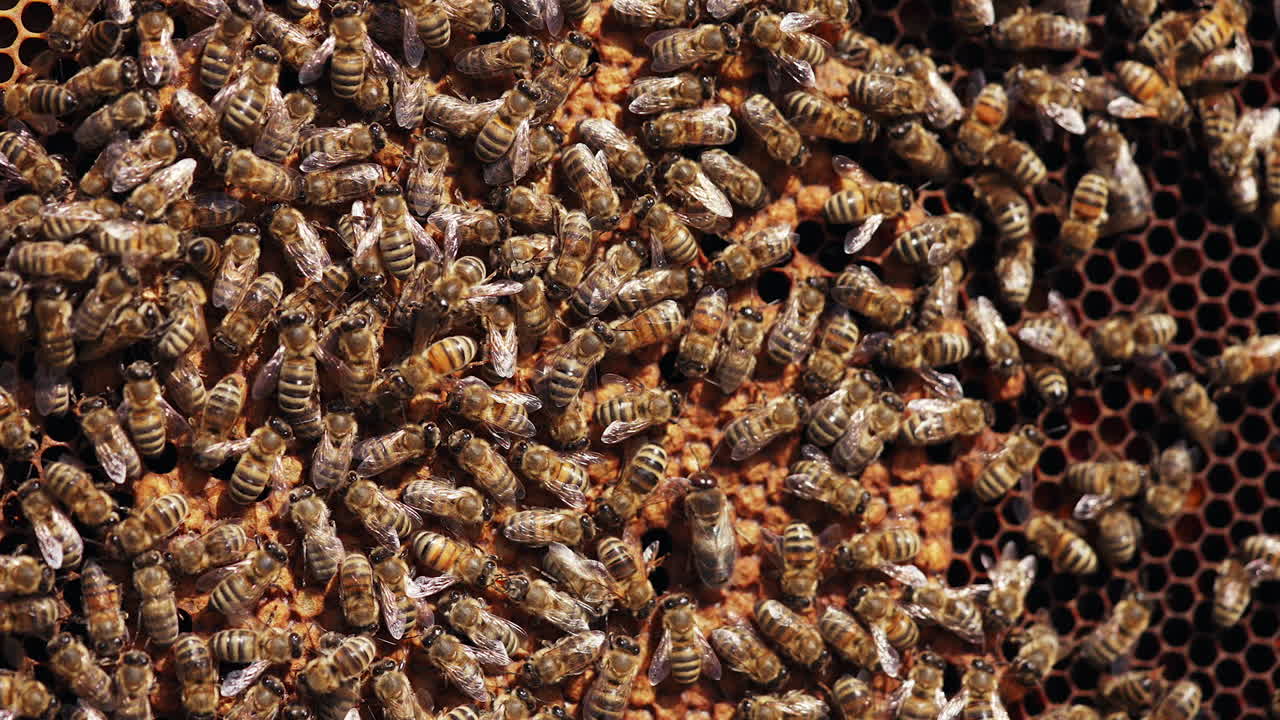 Honey insects crawling writhing on a frame. Bees packing up honey on a honeycomb. Busy bees working. Close-up.
