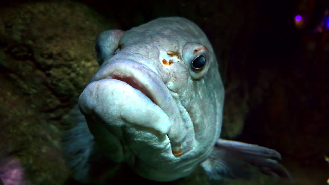 Giant Grouper fish with big lips, up-close coral reef sea weird creature