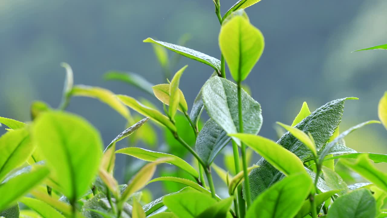 Growing green tea plants in spring mountains