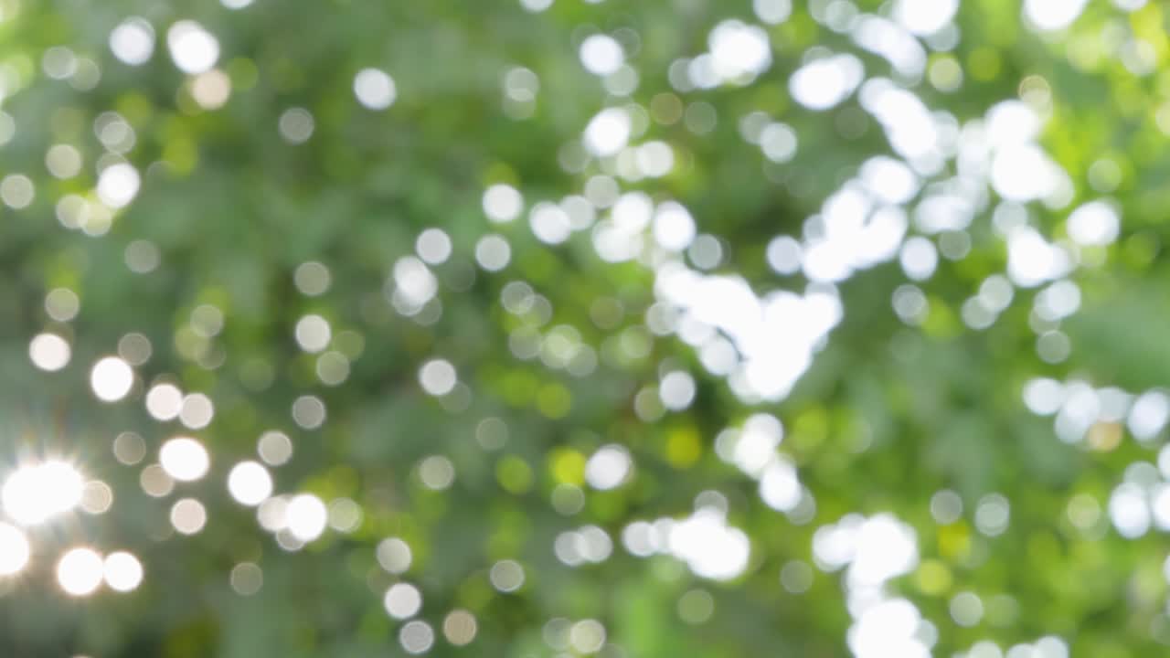 빛이 나무에 비추어 눈부신 빛과 아름다운 보케를 배경으로 사용합니다.