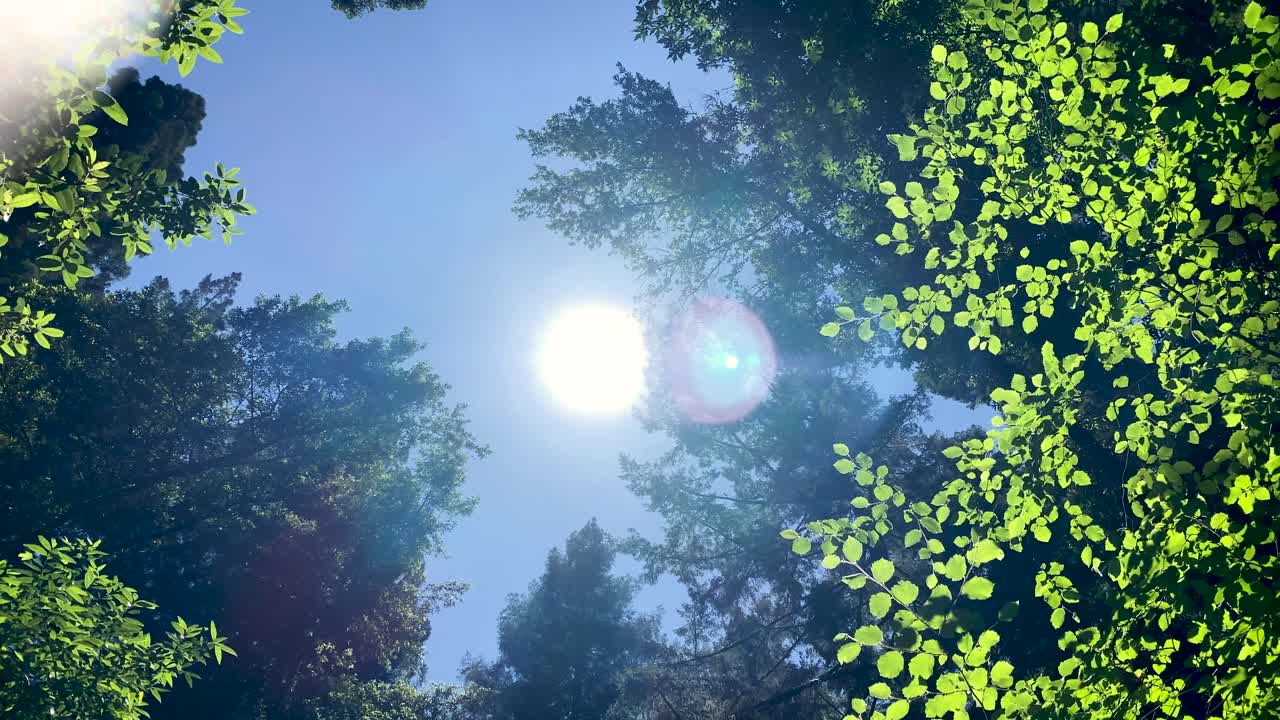 Looking up through tall redwoods and other trees directly at sun and clear blue sky, midday, green leaves, as camera tilts and rotates