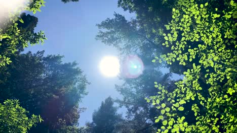 looking up through tall redwoods and other trees directly at sun and clear blue sky, midday, green leaves, as camera tilts and rotates