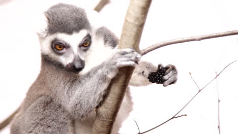 Kuscheliger-Lemur-Auf-Einem-Ast