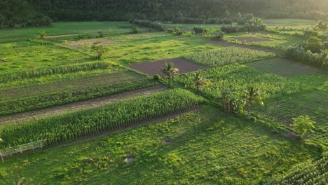 Cultivated-farmland-in-the-rain-forest,-lush-green-crop-field-during-sunrise