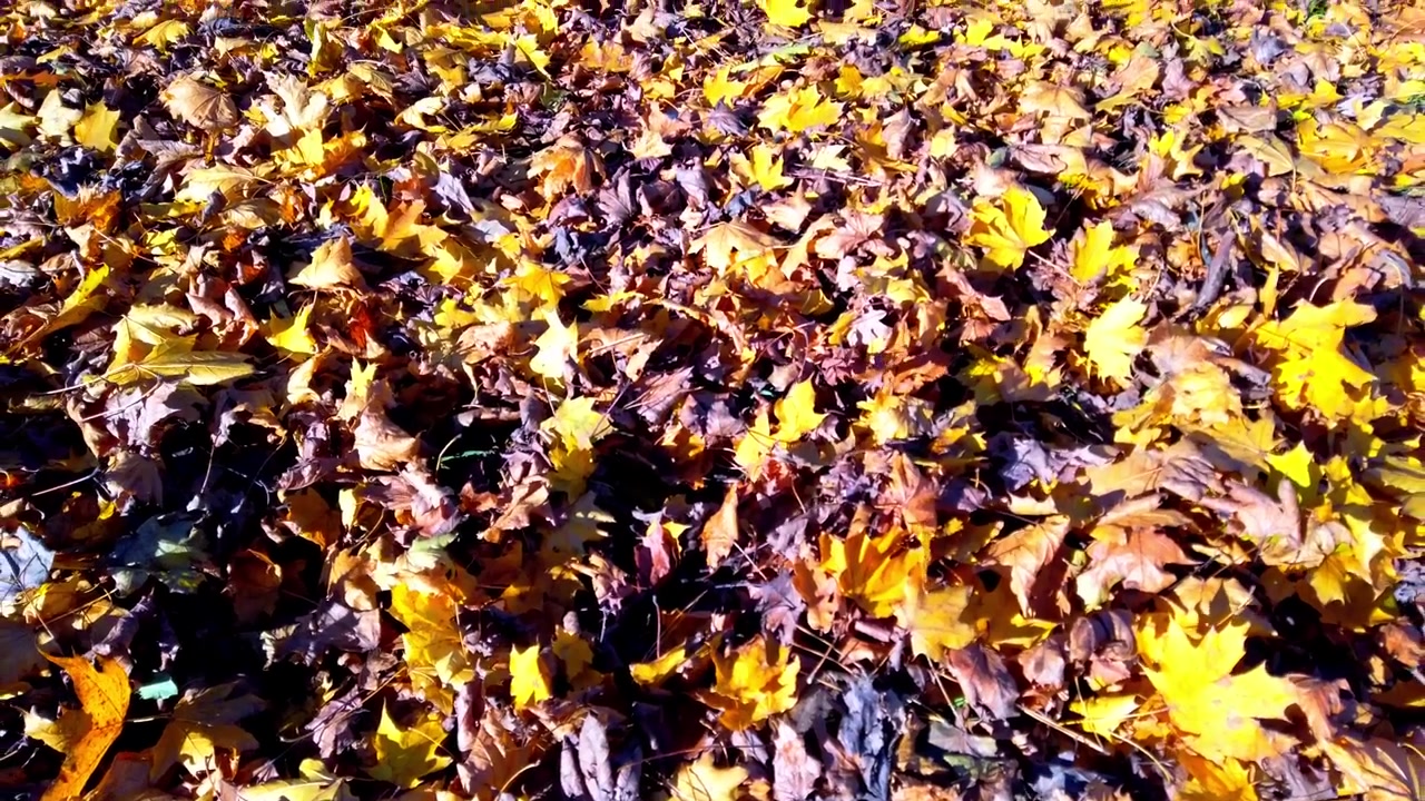 Herbstlaub im Park