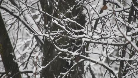 snowing over the forest in the holidays