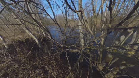 Mossy-Trees-Without-Leaves-By-The-River-On-A-Sunny-Spring-Day