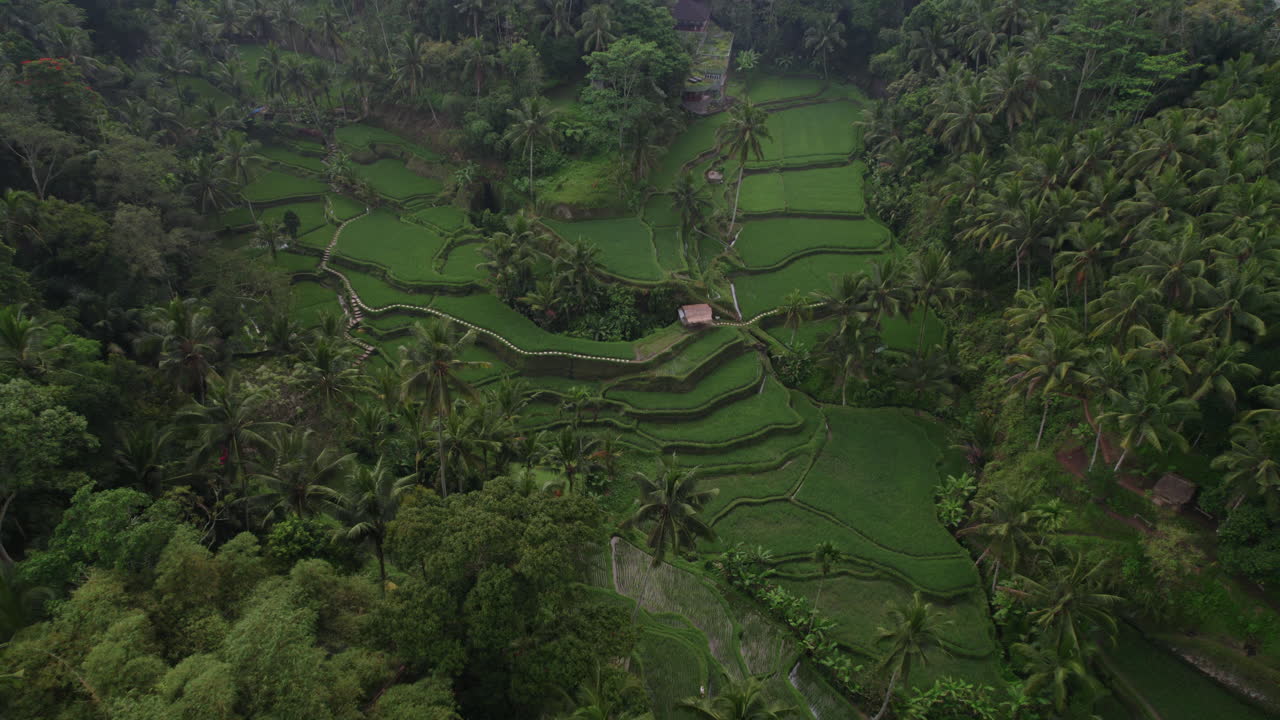 toma aérea de campos de arroz exóticos de bali rodeados de palmeras en un día nublado