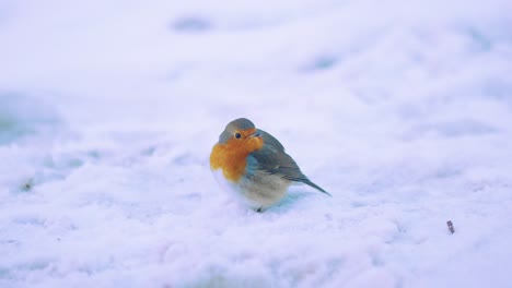 lonely robin bird in the snow