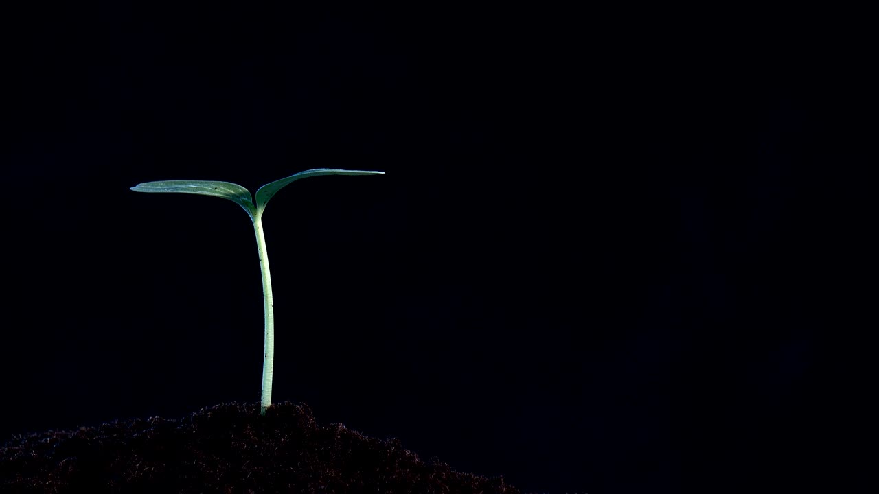 Small tree growing on black background. rotation 360 degree around view. Planting a tree for save world and natural , clean ecology in natural.