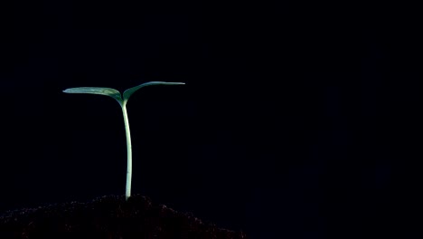 small tree growing on black background. rotation 360 degree around view. planting a tree for save world and natural , clean ecology in natural.