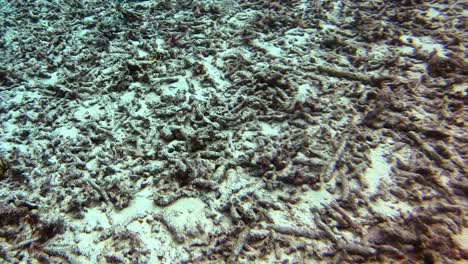 dead coral on sandy sea floor because of oil pollution and human induced climate change