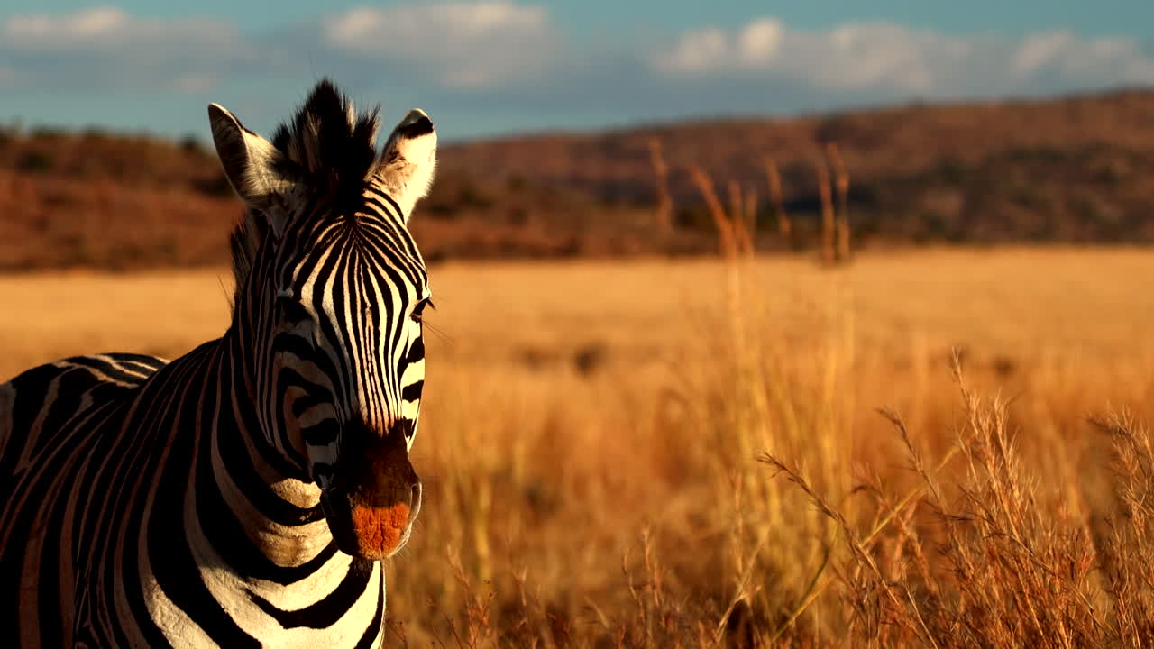 Frontal of Plains zebra with dusty muzzle in golden field at sunset, text space