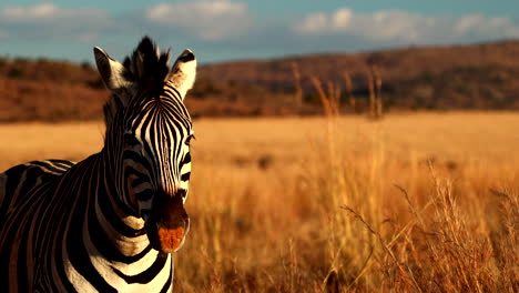 frontal of plains zebra with dusty muzzle in golden field at sunset, text space