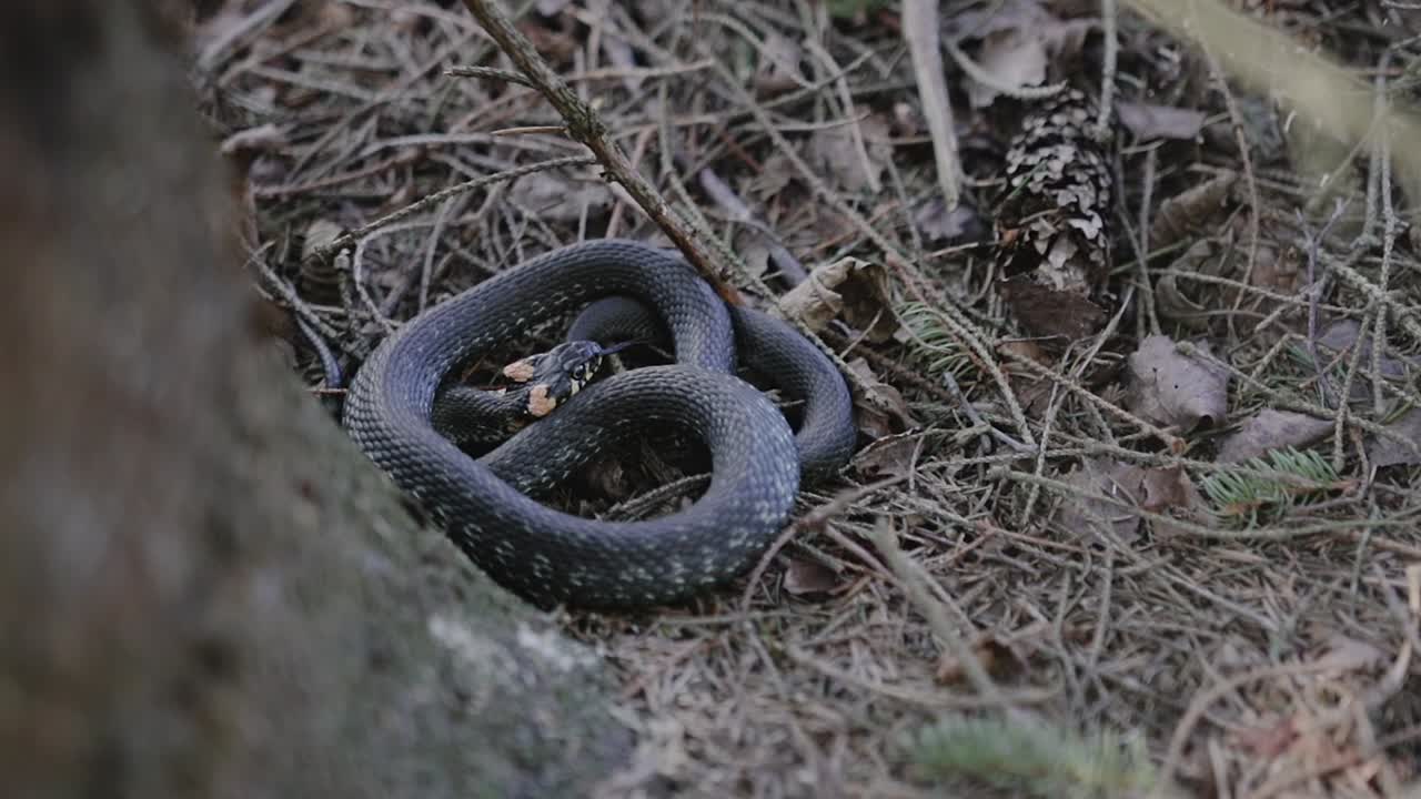 una gran serpiente acurrucada debajo de un árbol