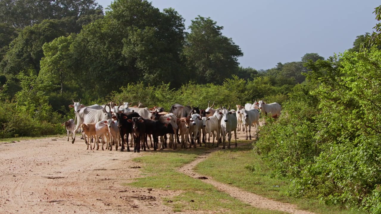 Plano general de un rebaño de ganado doméstico reunido en un camino de tierra rural rodeado de exuberante bosque tropical. Los animales permanecen juntos antes de moverse lentamente por el campo, creando una auténtica