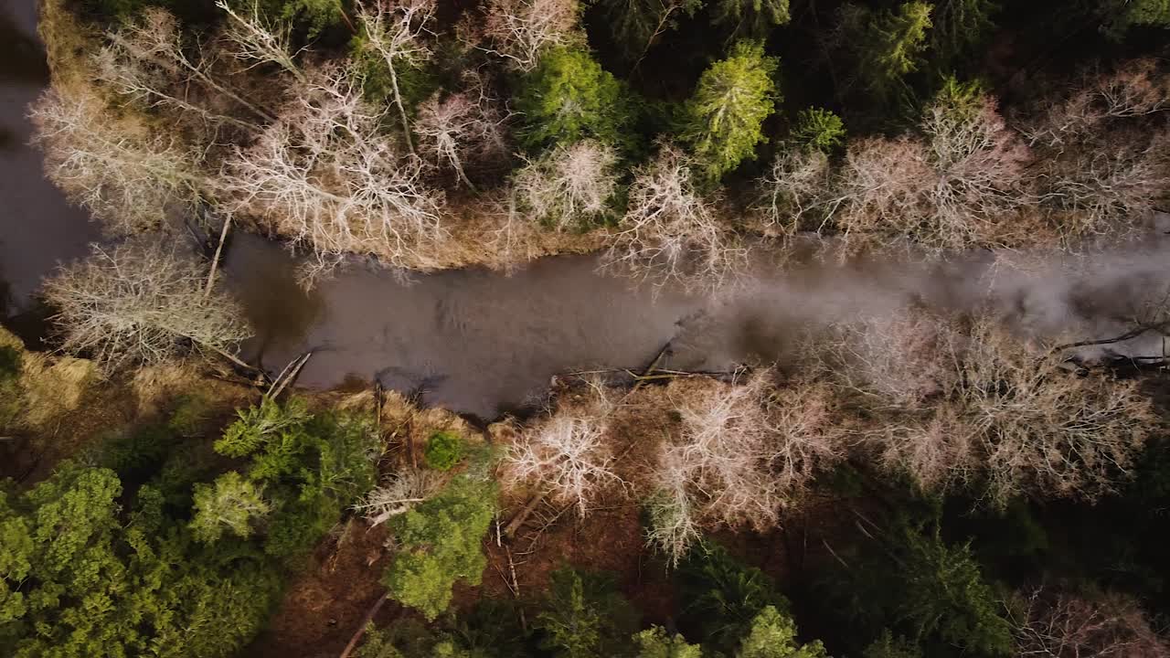 vista aérea de pájaro del valle del río riva en el soleado día de primavera, espeso bosque de altos árboles de hoja perenne, ubicación remota intacta, disparo de drones de gran angular moviéndose a la derecha
