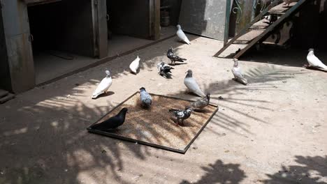 pigeons eating in a yard